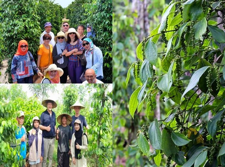Berkebun Lada